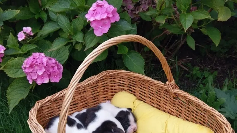 Vet Bu/Le SA — Tierarzt, Bulle, Freiburg. Foto 3