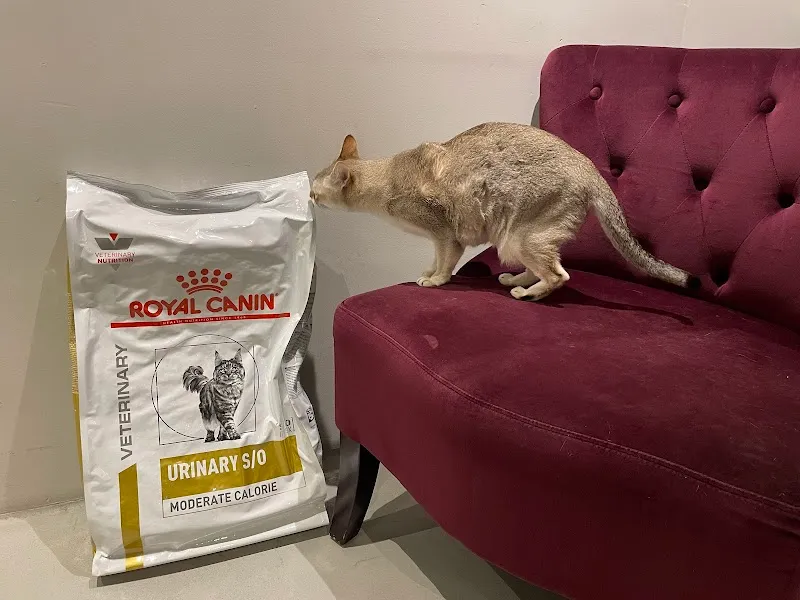 AmaVet Vétérinaire — Veterinarian, Genève, Geneva. Foto 3