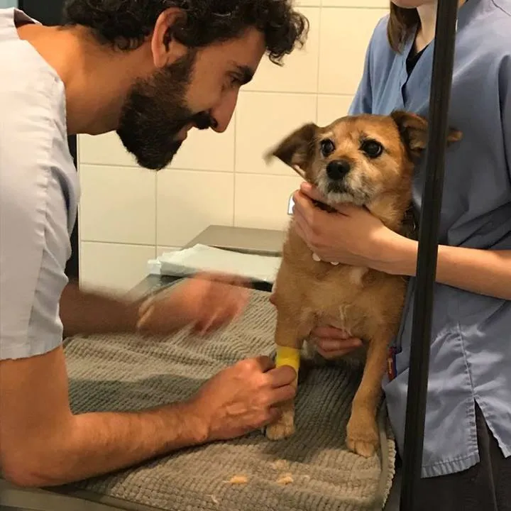 Cabinet Vétérinaire Bestiaire du Rhône — Tierarzt in Genève, Genf. Bewertung 4.7/5.