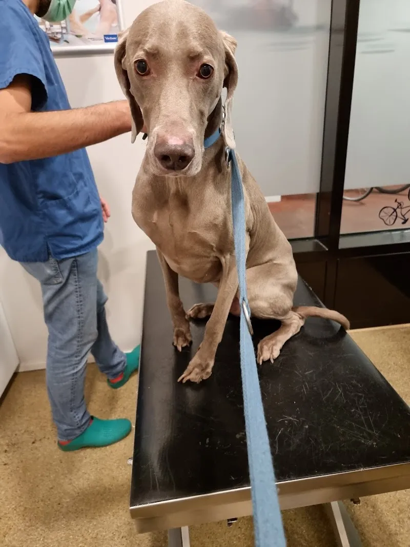 Cabinet Vétérinaire Bestiaire du Rhône — Tierarzt, Genève, Genf. Foto 3