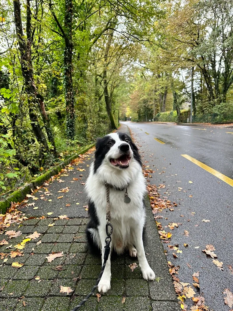 Cabinet Vétérinaire Champel — Tierarzt in Genève, Genf. Bewertung 4.5/5.