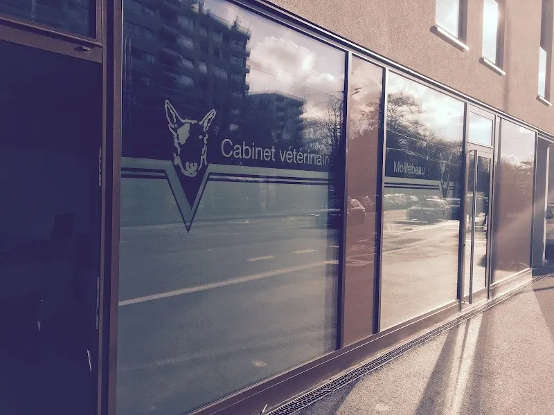 Cabinet Vétérinaire Moillebeau — Veterinarian, Genève, Geneva. Foto 2