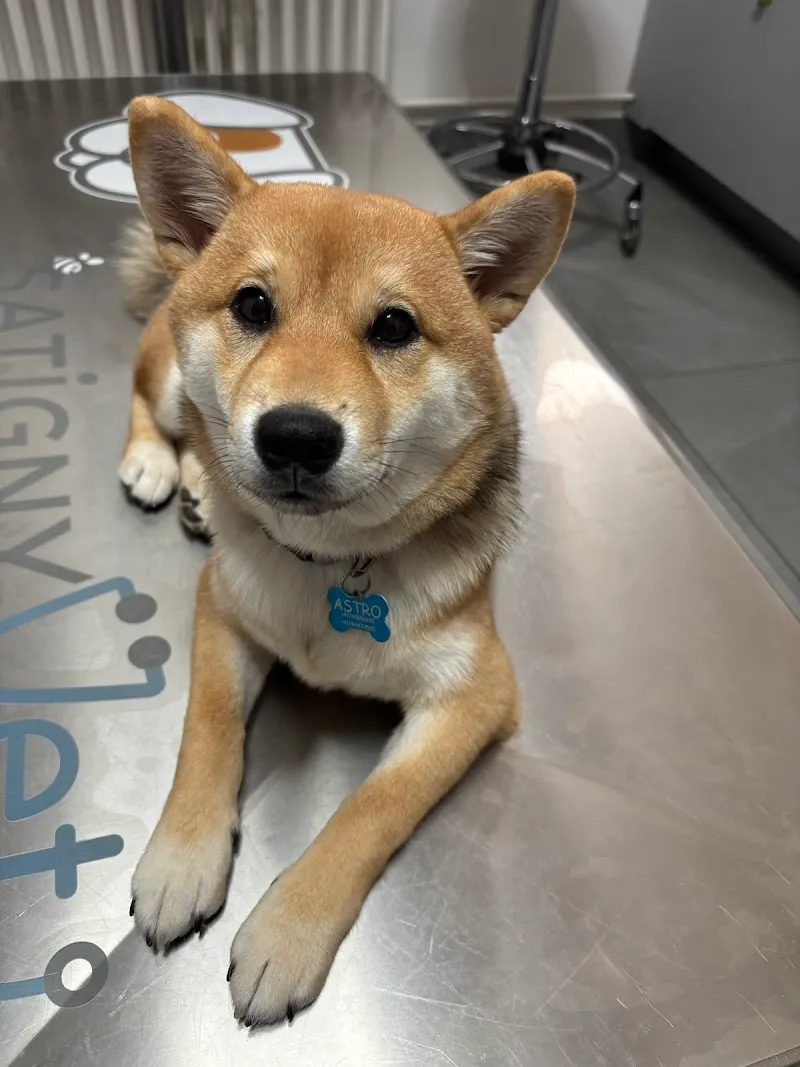 Cabinet Vétérinaire SatignyVet — Veterinarian, Satigny, Geneva. Foto 2