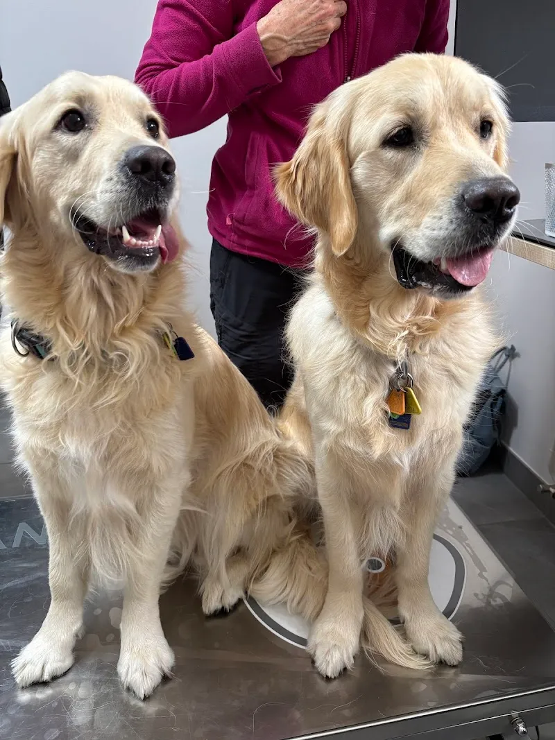 Cabinet Vétérinaire SatignyVet — Veterinarian, Satigny, Geneva. Foto 3