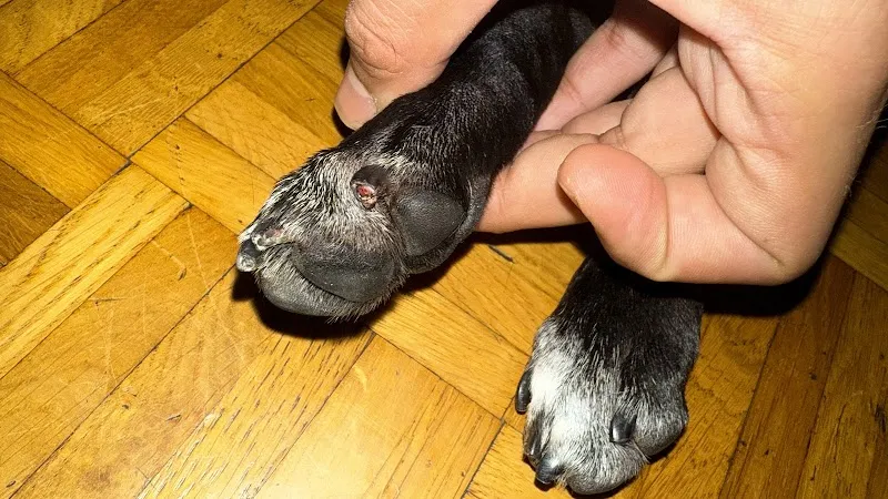 Cabinet Vétérinaire de Frontenex — Tierarzt, Genève, Genf. Foto 3