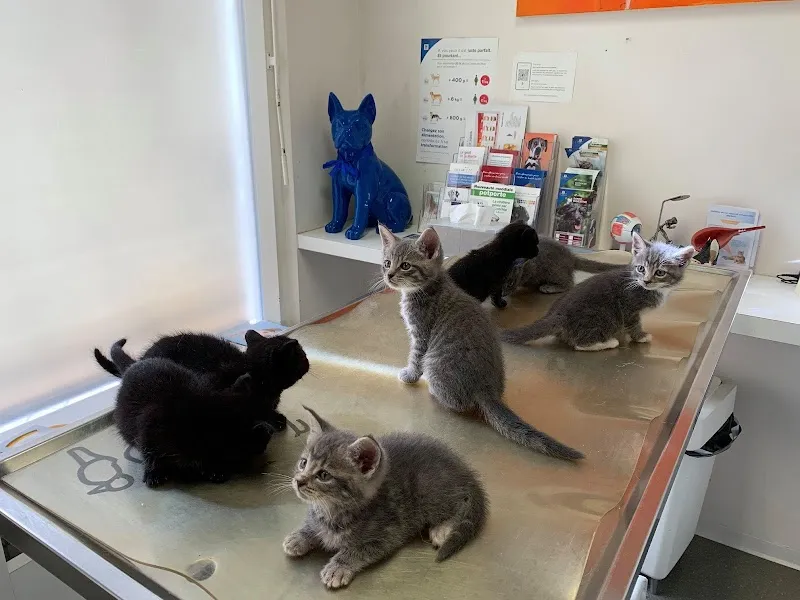 Cabinet Vétérinaire de St-Jean — Tierarzt, Genève, Genf. Foto 2