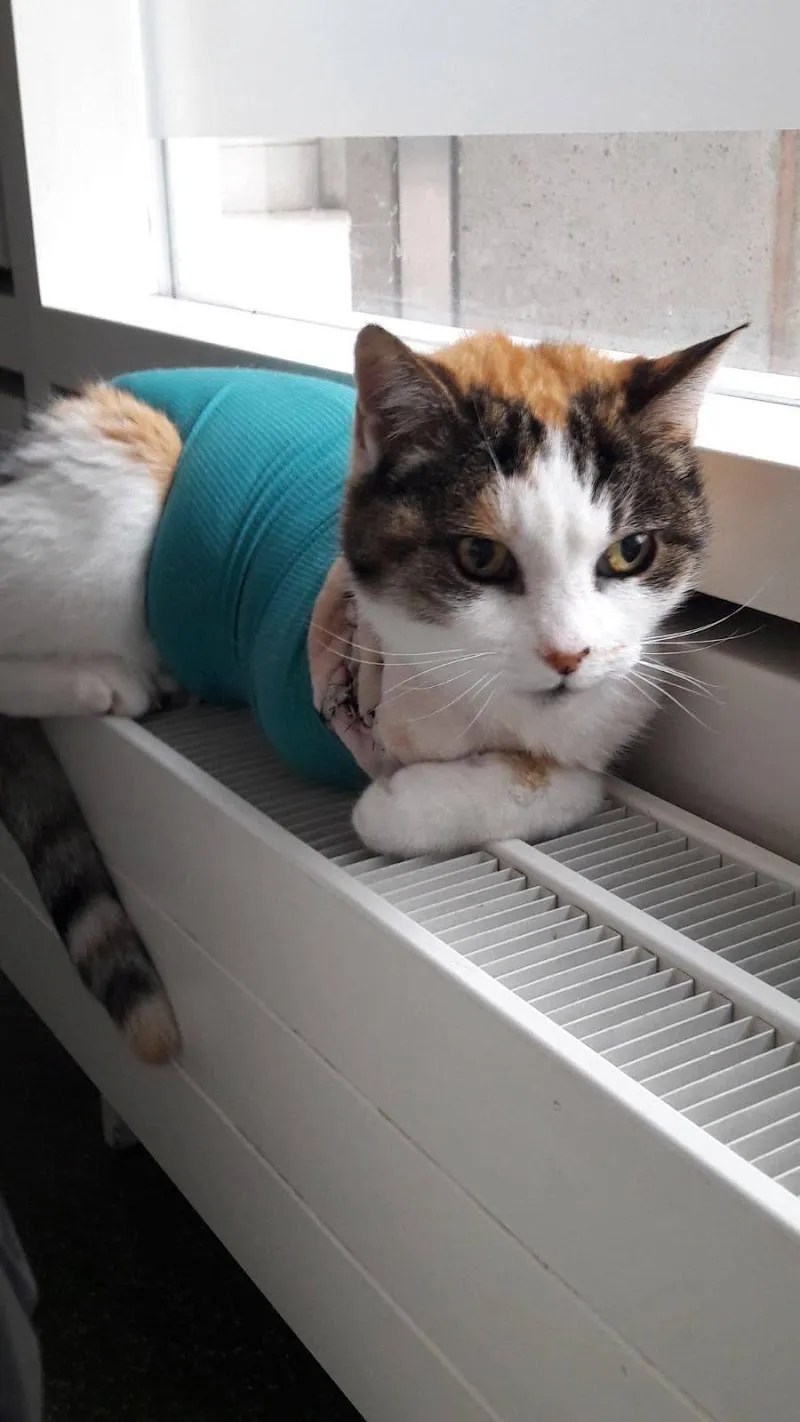 Cabinet Vétérinaire de St-Jean — Tierarzt, Genève, Genf. Foto 3