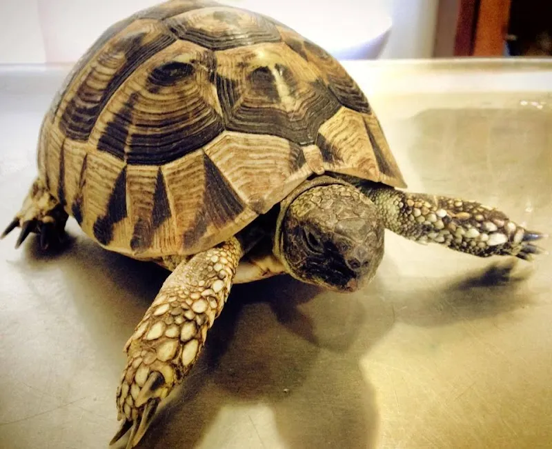 Cabinet Vétérinaire de la Fonderie SA — Tierarzt in Carouge, Genf. Bewertung 4.7/5.