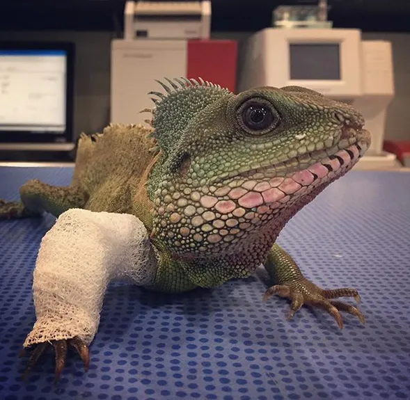 Cabinet Vétérinaire de la Fonderie SA — Tierarzt, Carouge, Genf. Foto 2