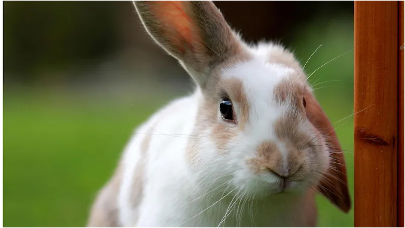 Cabinet Vétérinaire des Deux Communes — Tierarzt in Thônex, Genf. Bewertung 4.6/5.