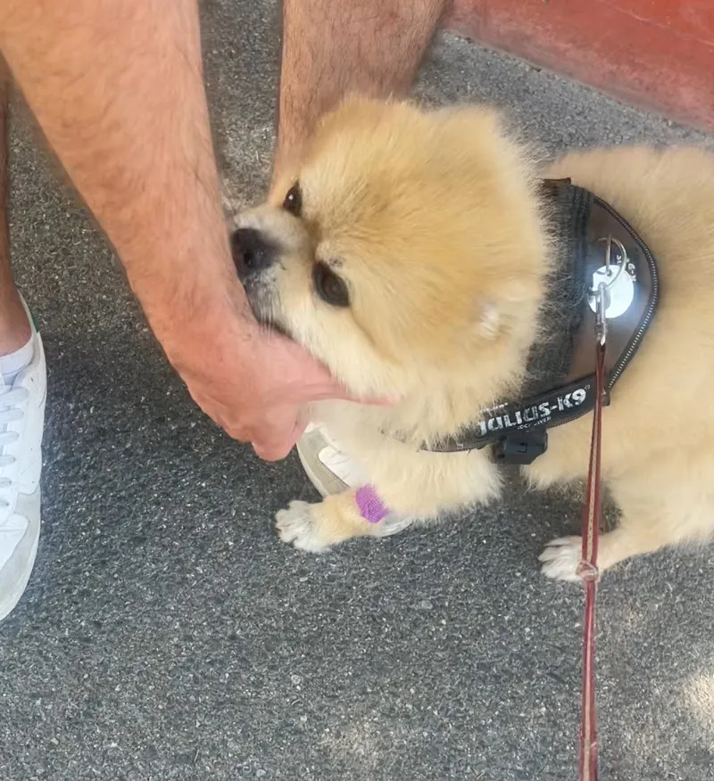 Cabinet Vétérinaire des Deux Communes — Vétérinaire, Thônex, Genève. Foto 2