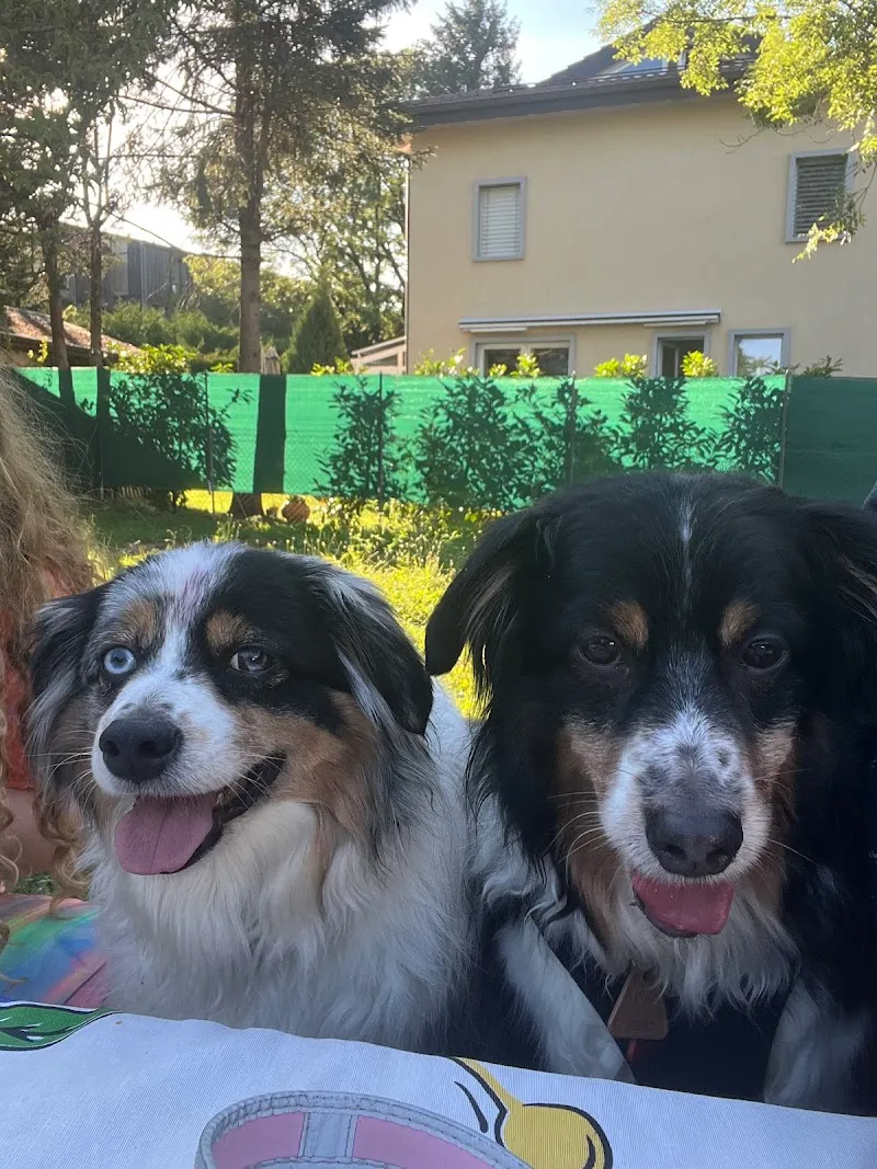 Cabinet Vétérinaire des Deux Communes — Vétérinaire, Thônex, Genève. Foto 3