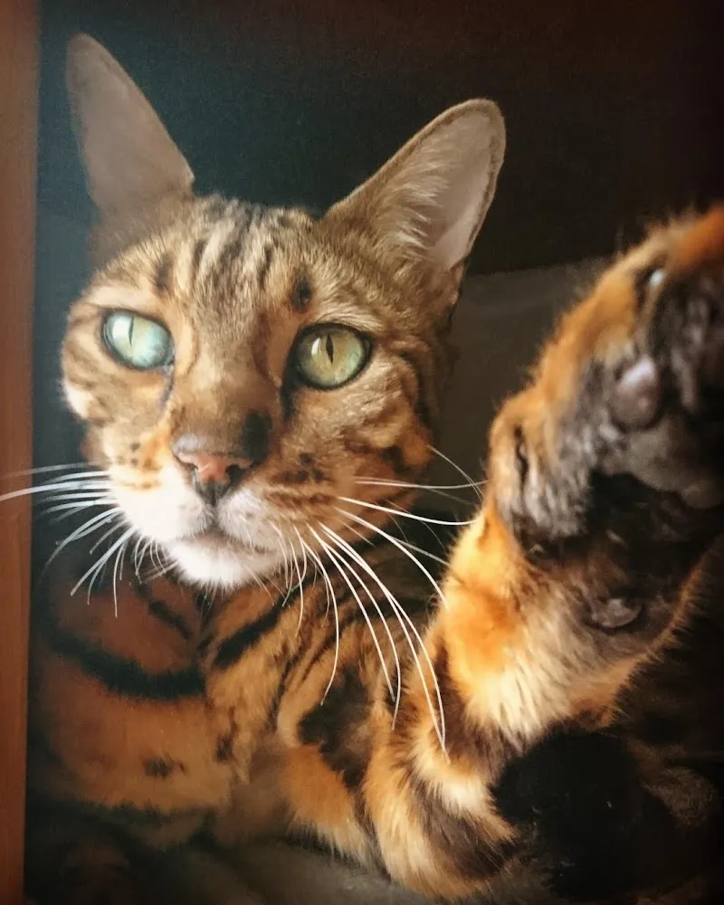 Cabinet Vétérinaire des Promenades — Tierarzt in Carouge, Genf. Bewertung 4.9/5.