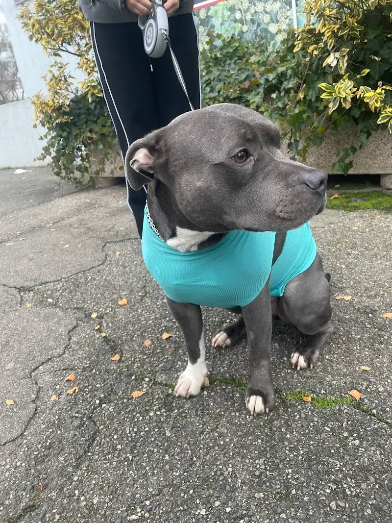 Cabinet Vétérinaire des Promenades — Tierarzt, Carouge, Genf. Foto 2