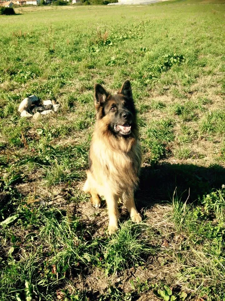 Cabinet Vétérinaire des Promenades — Tierarzt, Carouge, Genf. Foto 3