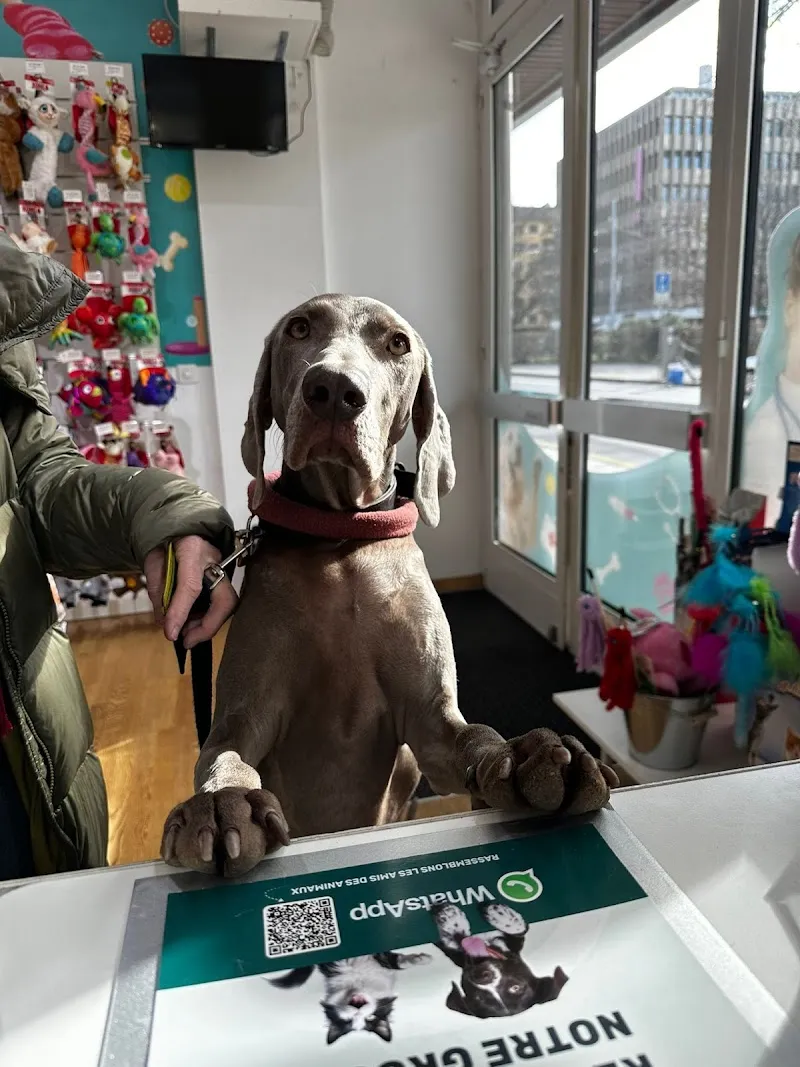 Cabinet vétérinaire MVET.CH Plainpalais — Veterinarian, Genève, Geneva. Foto 2