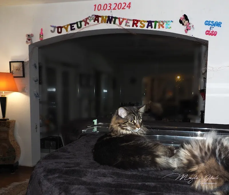 Cabinet vétérinaire de Caroll — Tierarzt in Petit-Lancy, Genf. Bewertung 4.3/5.