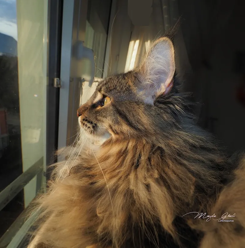 Cabinet vétérinaire de Caroll — Veterinarian, Petit-Lancy, Geneva. Foto 2