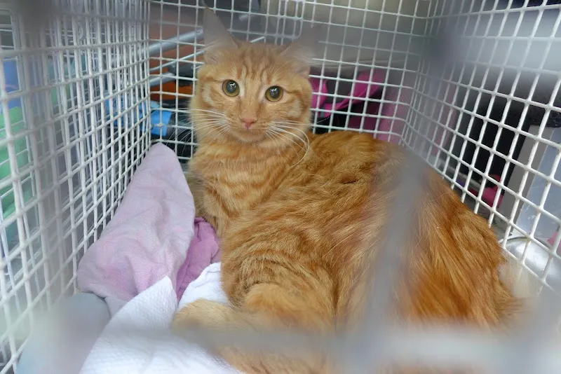 Cabinet vétérinaire de Chêne-Bougeries S.A — Tierarzt in Chêne-Bougeries, Genf. Bewertung 4.7/5.