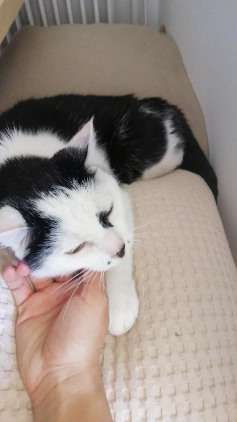 Cabinet vétérinaire de Chêne-Bougeries S.A — Veterinarian, Chêne-Bougeries, Geneva. Foto 2