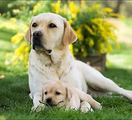 Cabinet vétérinaire des Pontets — Tierarzt in Lancy, Genf. Bewertung 4.2/5.