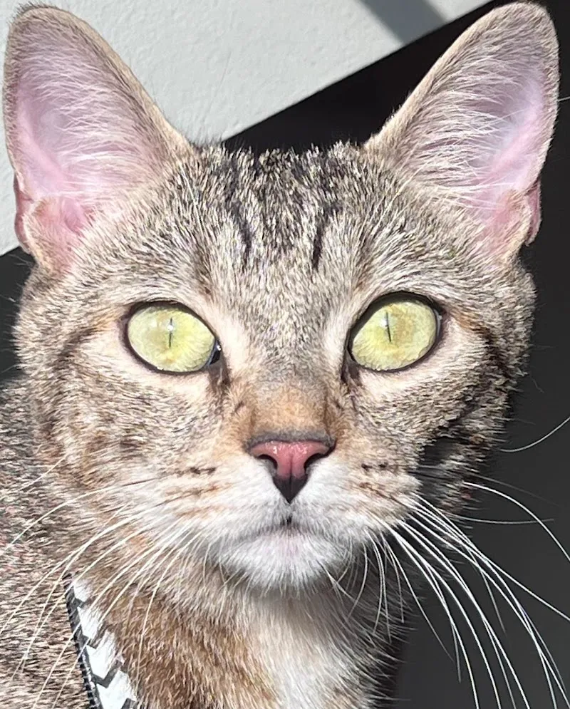 Cabinet vétérinaire des Sources SA — Tierarzt in Genève, Genf. Bewertung 4.5/5.