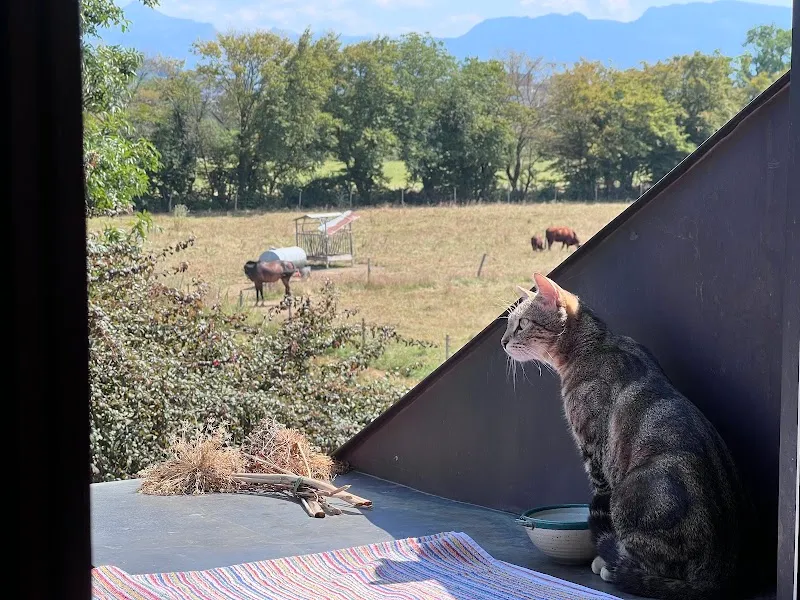 Cabinet vétérinaire des Sources SA — Veterinarian, Genève, Geneva. Foto 2