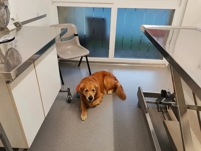 Cabinet vétérinaire des Tuileries — Tierarzt in Bellevue, Genf. Bewertung 4.6/5.