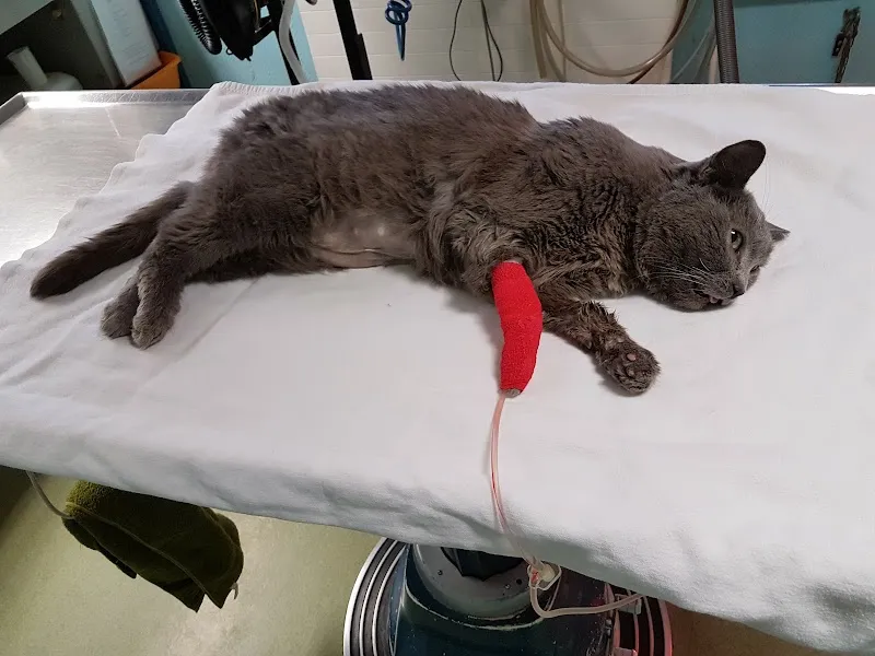 Cabinet vétérinaire des Tuileries — Vétérinaire, Bellevue, Genève. Foto 2