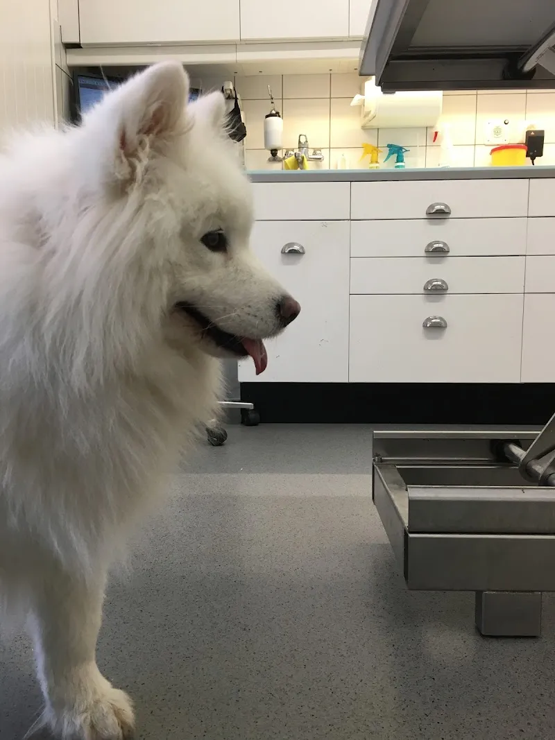 Cabinet vétérinaire des Tuileries — Vétérinaire, Bellevue, Genève. Foto 3