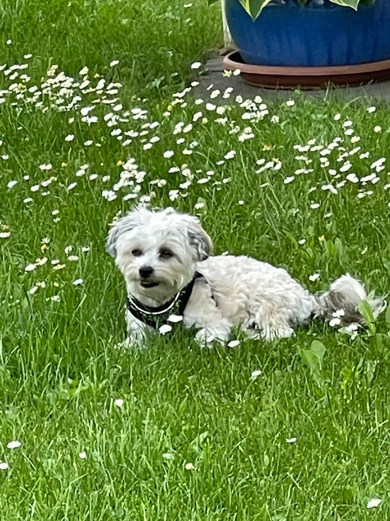 Sandras Katzenpension — Katzenpension in Küttigkofen, Solothurn. Bewertung 5.0/5.