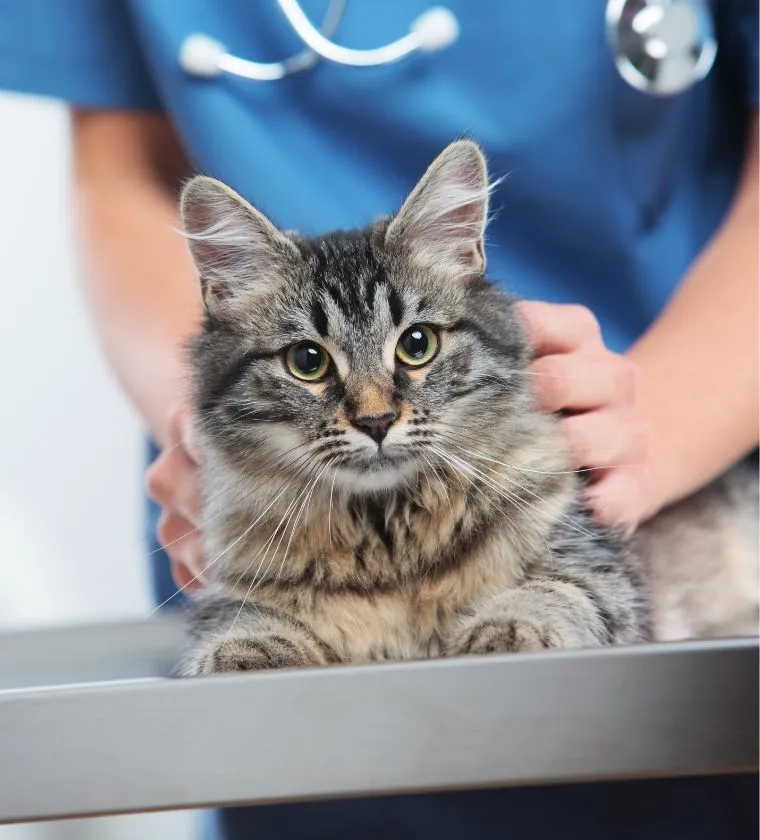 Clinique vétérinaire Vétélys — Veterinarian, Vernier, Geneva. Foto 3