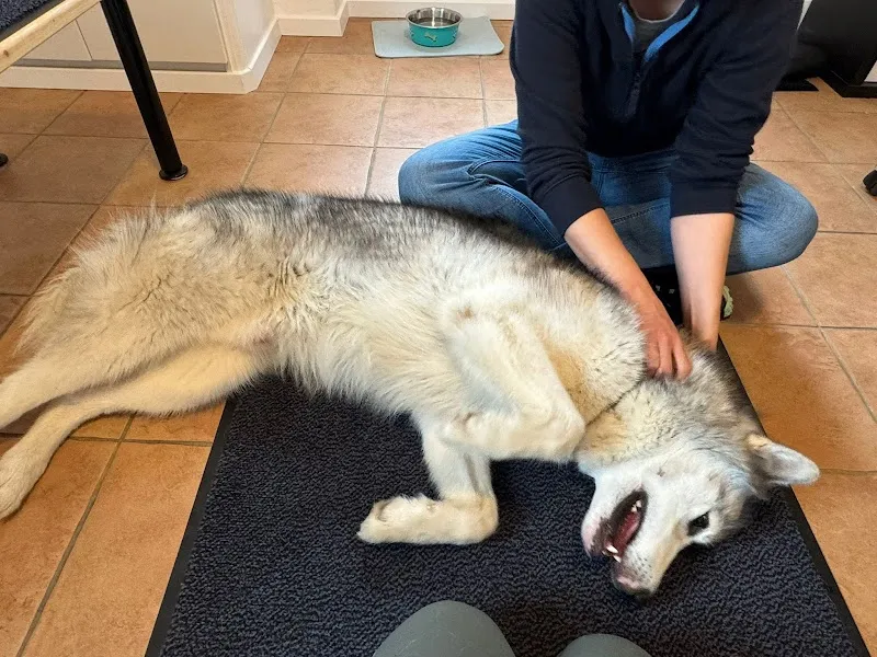 Dr. Auxanne Lepori-Fellay - Vétérinaire ostéopathe — Tierarzt, Plan-les-Ouates, Genf. Foto 3