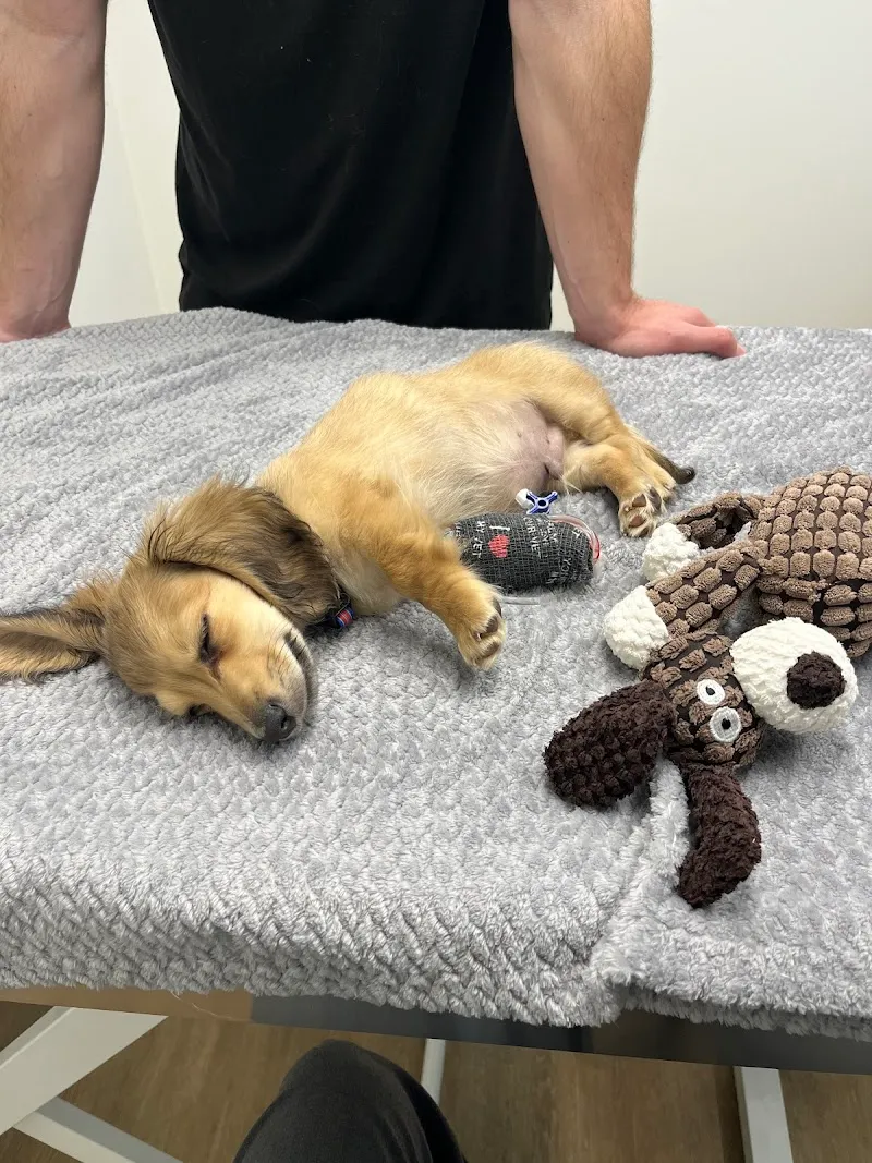 EVC Genève - Urgences vétérinaires — Tierarzt in Genève, Genf. Bewertung 4.8/5.