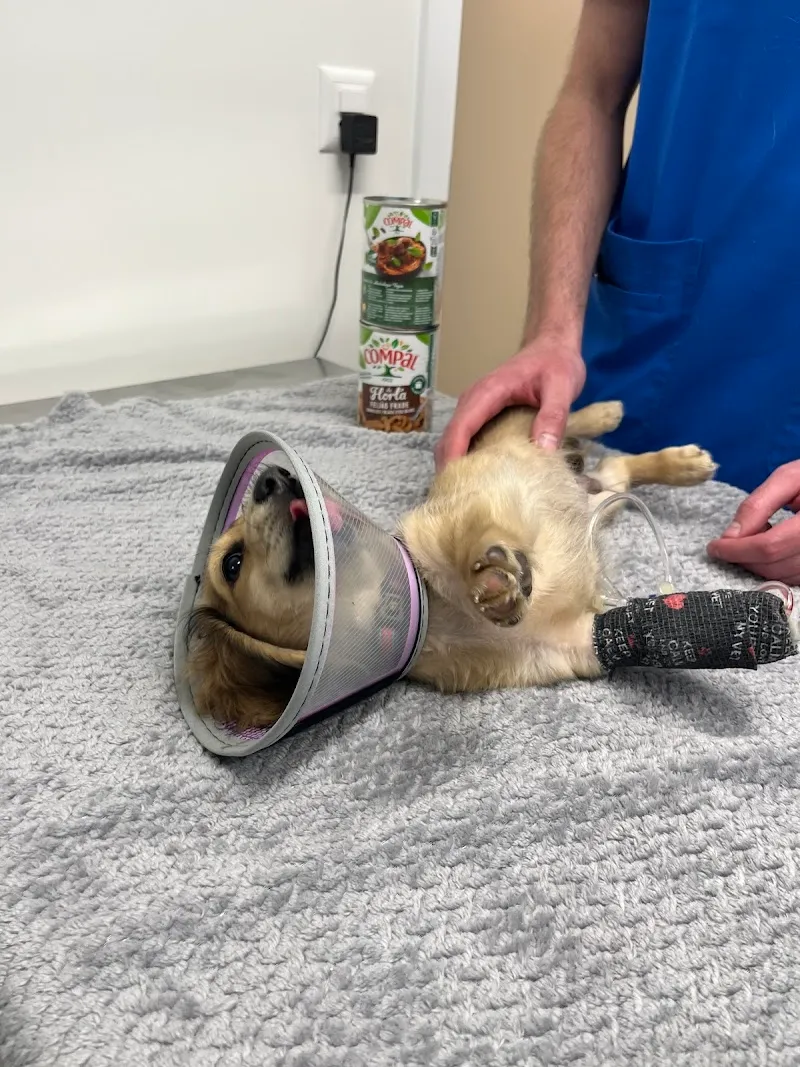 EVC Genève - Urgences vétérinaires — Veterinarian, Genève, Geneva. Foto 2