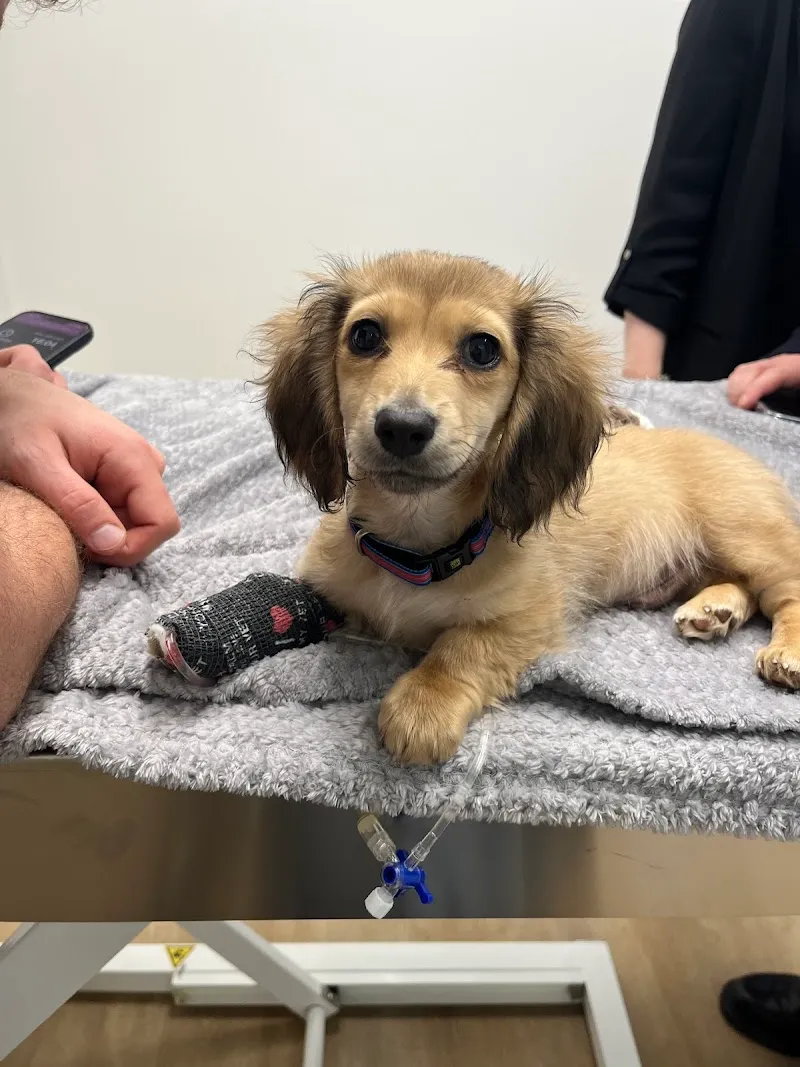 EVC Genève - Urgences vétérinaires — Veterinarian, Genève, Geneva. Foto 3