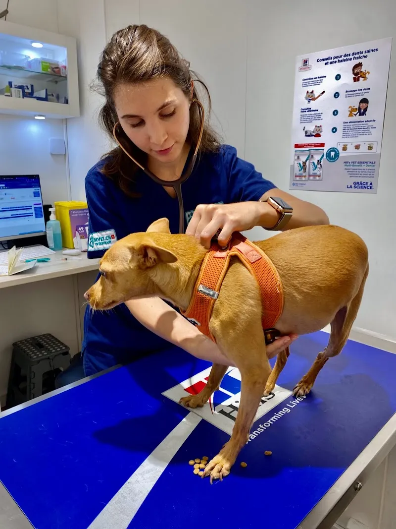MVET.CH Vétérinaire Pâquis — Tierarzt, Genève, Genf. Foto 2