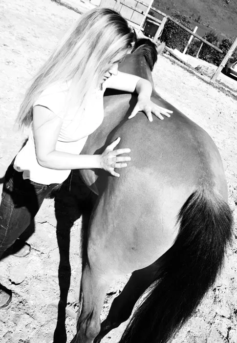 Ostéopathe animalier - Mélissa CHAVANNE (Cheval | Chien | Chat | Nac) — Tierdienste in Onex, Genf. Bewertung 5.0/5.