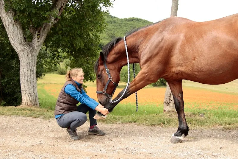 Physiothérapie & Hydrothérapie / Chiens, Chats et Chevaux - La Forme à 4 Pattes — Tierarzt, Genève, Genf. Foto 3