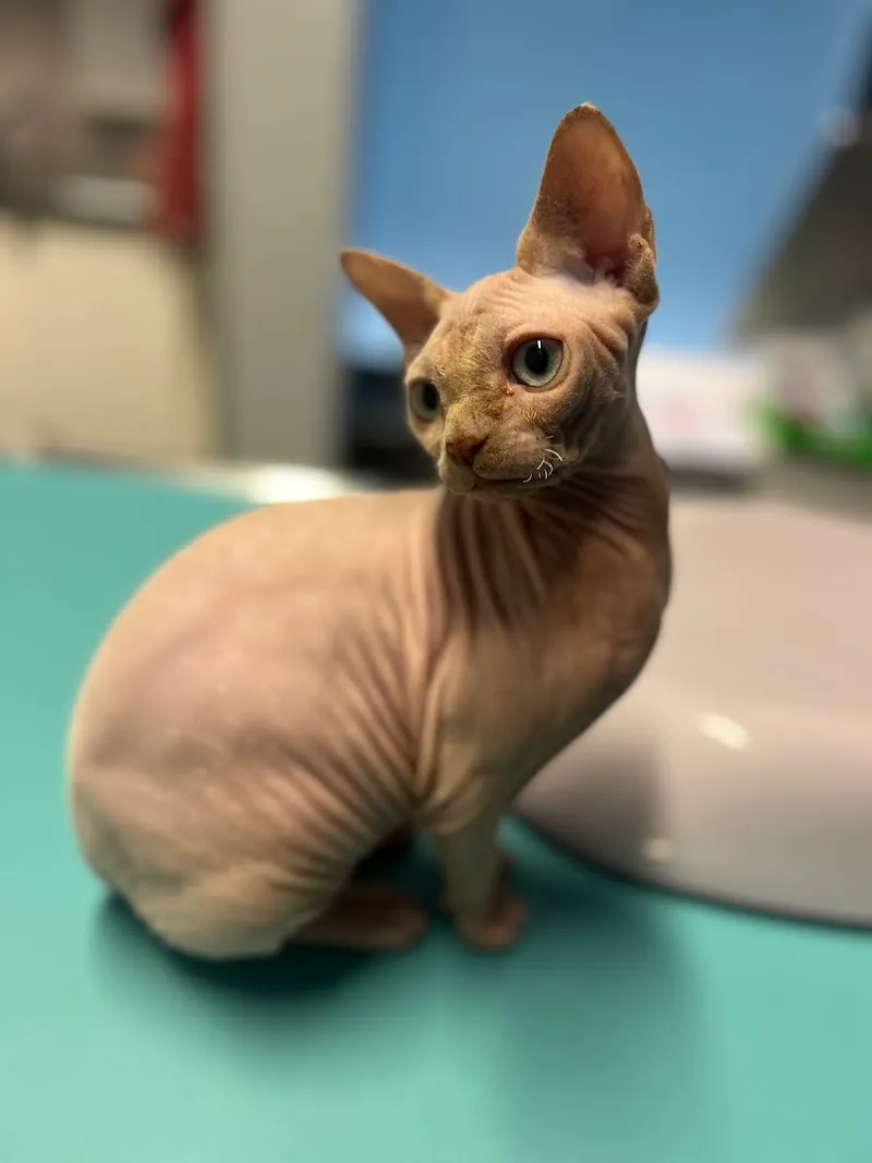 VETCITY - Cabinet vétérinaire Genève — Tierarzt, Genève, Genf. Foto 3