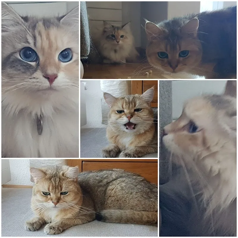 Speedy- Service Dienstleistung mit Herz für Mensch und Tier von Remetschwil — Katzenpension, Remetschwil, Aargau. Foto 2