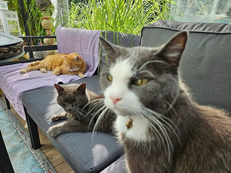 Speedy- Service Dienstleistung mit Herz für Mensch und Tier von Remetschwil — Katzenpension, Remetschwil, Aargau. Foto 3