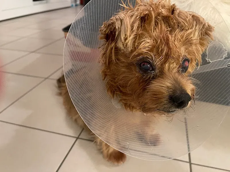 VetSpecialistes — Veterinarian, Le Grand-Saconnex, Geneva. Foto 3