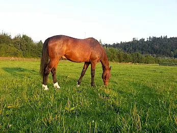 Bisig Tierärzte AG — Tierarzt, Kaltbrunn, St. Gallen. Foto 2