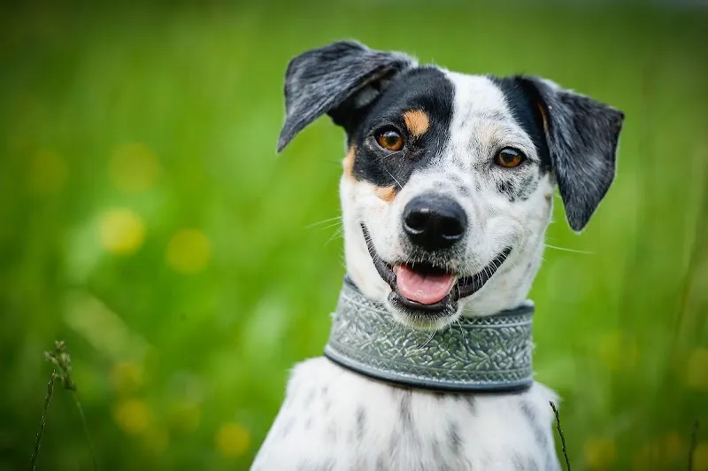 Hinder's DogCenter — Tierdienste in Bilten, Glarus. Bewertung 5.0/5.