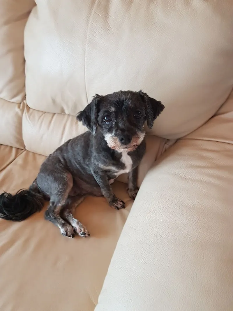 Hunde- und Katzenpflege / Tierpsychologische Beratung — Tierdienst, Ennenda, Glarus. Foto 2