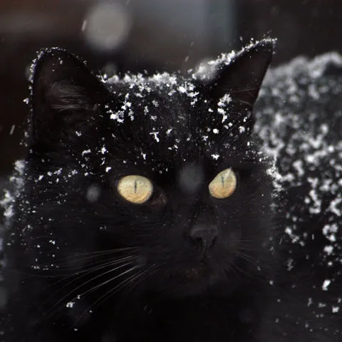 Hunde- und Katzenpflege / Tierpsychologische Beratung — Tierdienst, Ennenda, Glarus. Foto 3