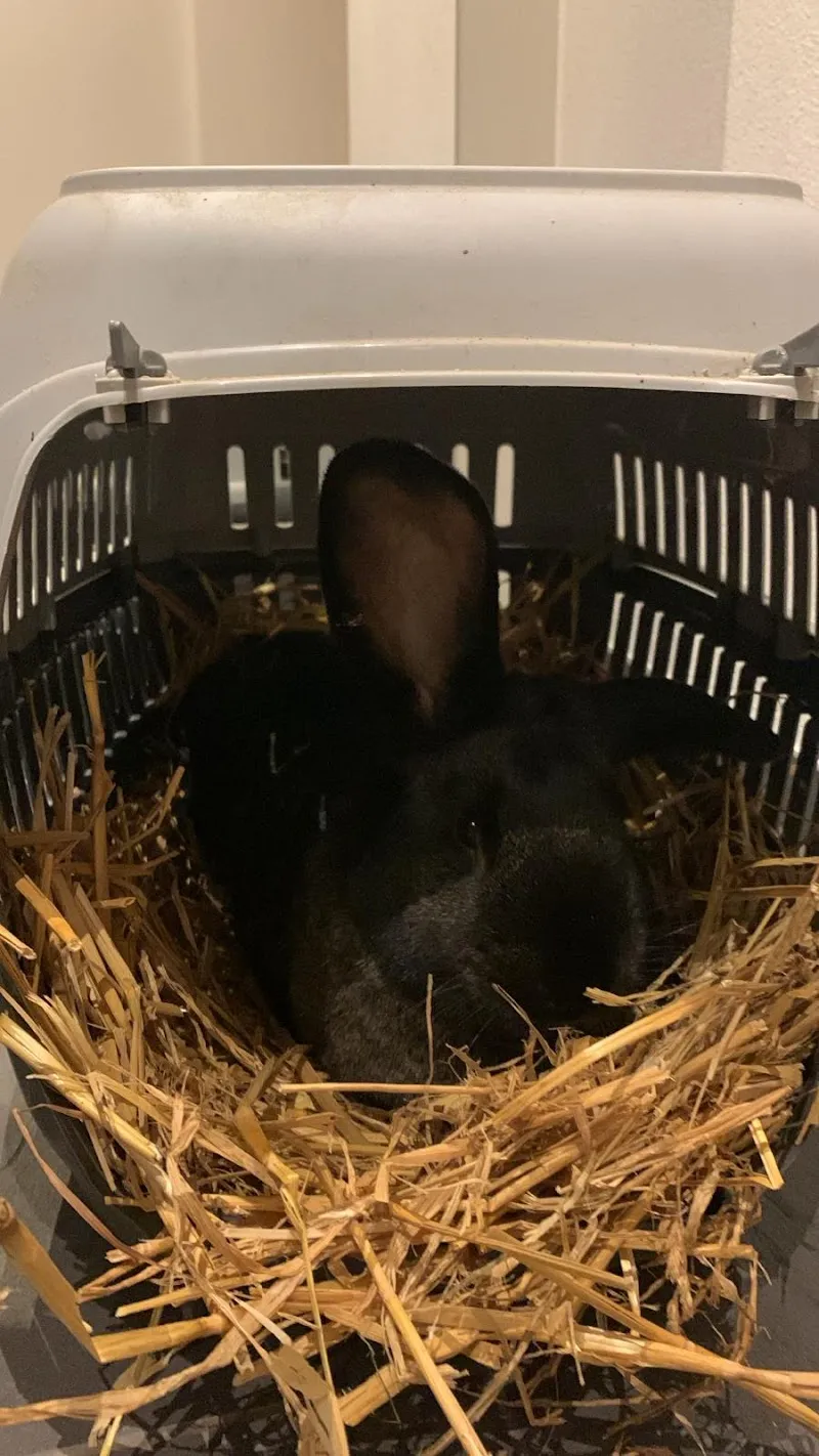 Kleintierpraxis Buchholz GmbH — Tierarzt in Glarus, Glarus. Bewertung 4.7/5.