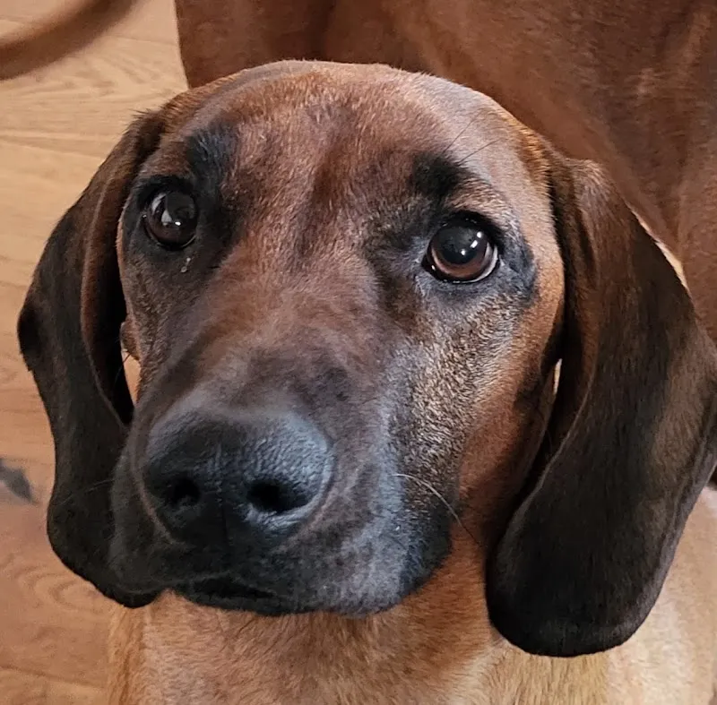 Kleintierpraxis Buchholz GmbH — Vétérinaire, Glarus, Glaris. Foto 2