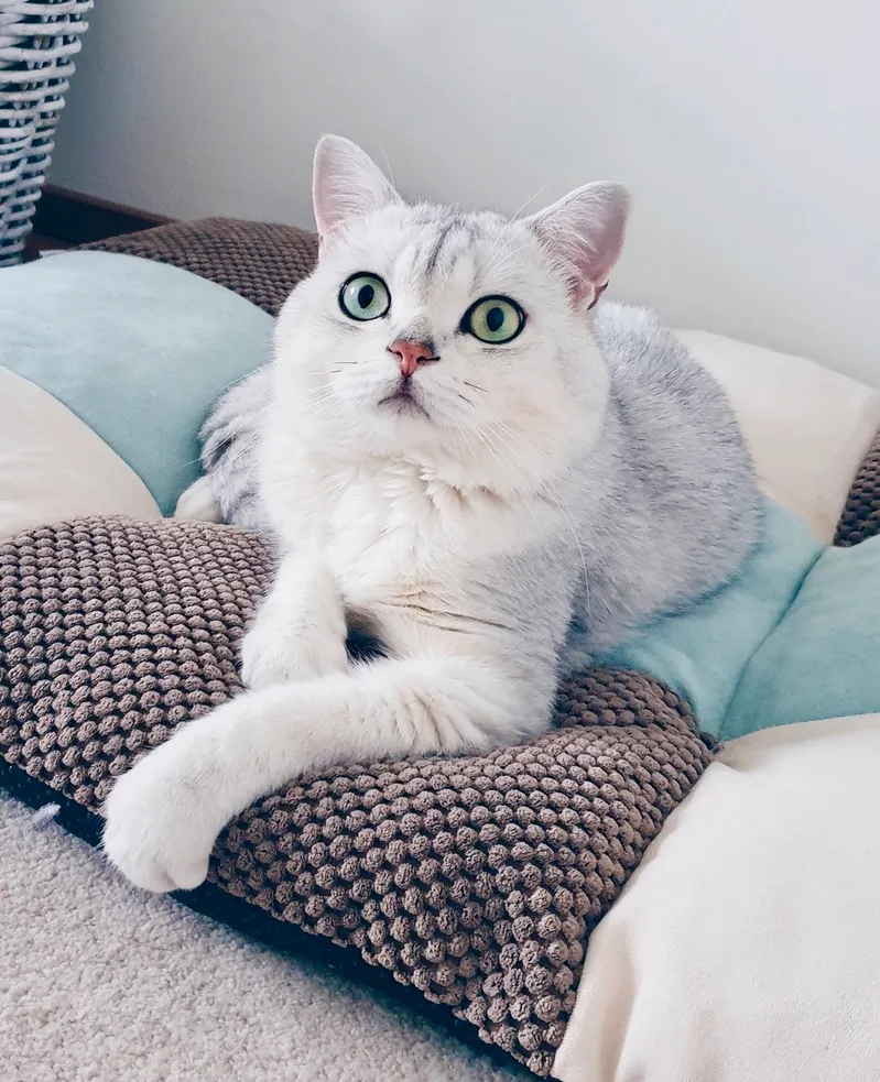 Spirit Animal - Katzensitting & Katzenbetreuung — Katzenpension in Dietwil, Aargau. Bewertung 5.0/5.